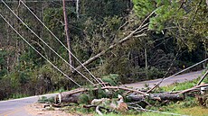 Spadané stromy a elektrické vedení po hurikánu Ida.