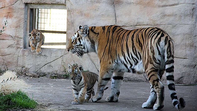 Dvojice mlat tygra ussurijskho se v hlubock zoo narodila 5. ervence. U zanaj objevovat venkovn vbh.