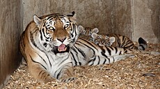 Dvojice mláďat tygra ussurijského se v hlubocké zoo narodila 5. července.