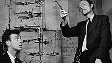 Watson a Crick s modelem DNA