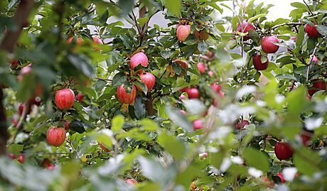 Jednou z oblíbených moností, jak dostat úrodu jablek ze strom, je samosbr.