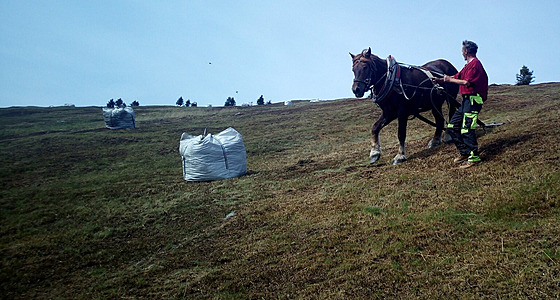 Kon pomáhají vytahovat pytle naplnné poseenou trávou a borvím ze svahu nad...