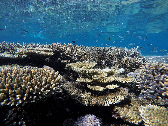 Krása a pestrost ekologických společenstev současných korálových útesů povstala...