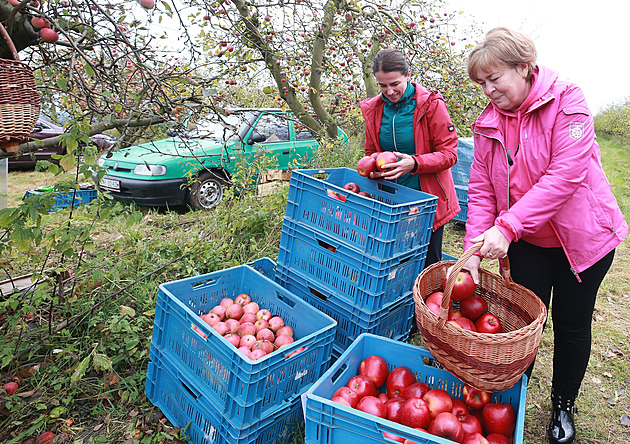 Jednou z oblíbených možností, jak dostat úrodu jablek ze stromů, je samosběr....