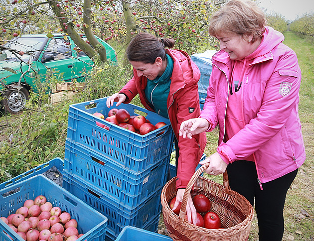 Obchody by měly snížit přirážku u jablek, 126 procent je moc, míní ministr