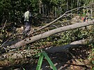 Popadané stromy pokodily také vyhlídku na zícenin Sokolohrady.