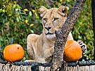 Desetilet lvice Bona pobvala ve zlnsk zoo od roku 2013.