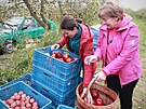 Jednou z oblíbených možností, jak dostat úrodu jablek ze stromů, je samosběr....