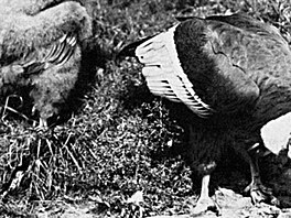 1937: První prokazatelně přirozený odchov kondora andského na světě