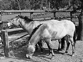 1932: Příchod prvních tygrů a koní Převalského