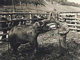 1933: Píchod slona Babyho