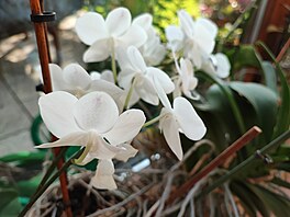 Fotografie pořízená smartphonem Xiaomi 11T Pro