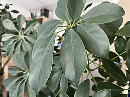 Fotografie pořízená smartphonem iPhone 13
