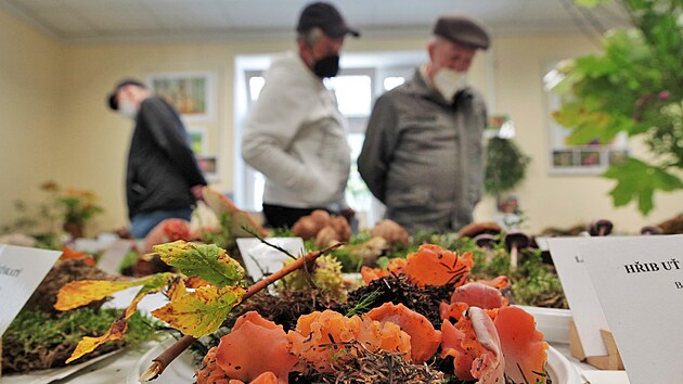 Tradiční výstava čerstvě utržených hub v Mariánských Lázních. Na snímku rosolovec červený, velmi vzácný druh.