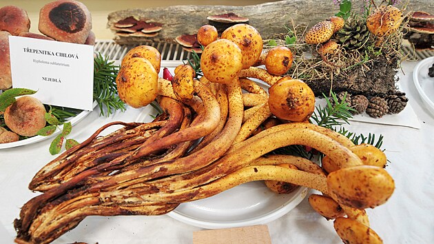 Tradiční výstava čerstvě utržených hub v Mariánských Lázních. Na snímku šupinovka slizká.