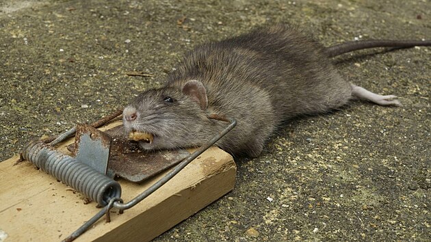 Klasické pastičky na myši nejsou na potkany moc účinné, ale občas nějaký chytí.