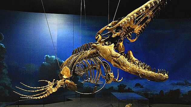 Dinosauria Museum Prague se může pochlubit jednou z největších soukromých sbírek opravdových koster dinosaurů a dvou modelů zvířat v životní velikosti. Na vlastní oči se přesunete až do doby před 200 miliony let.