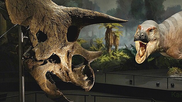 V vodn sti vs pohlt sugestivn ztvrnn souboj triceratopse a tyranosaura, kte spolu ped 66 miliony let svdli souboj na ivot a na smrt," k paleontolog muzea tpn Jcha.