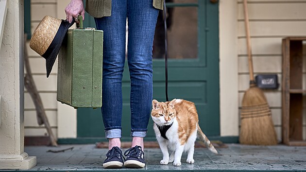 I s kočkou lze cestovat velmi nalehko, ovšem pokud jí takové výlety vyhovují. V opačném případě ji zbytečně nestresujte a raději ji nechte doma.