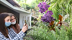 Návtvnice u orchideje Vanda v teplické botanické zahrad