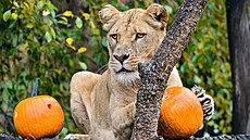 Desetiletá lvice Bona pobývala ve zlínské zoo od roku 2013.