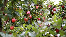 Jednou z oblíbených možností, jak dostat úrodu jablek ze stromů, je samosběr.