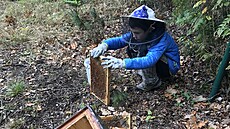 Včelaři z Mníšku u Liberce přes noc vandal rozdupal úly a usmrtil včelstva.