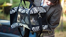Některým kočkám i majitelům vyhovuje přepravní box v podobě lehké tašky, kterou...
