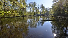 Kvli nánosm bahna umíraly v rybníku Glio ryby. Zachránily je speciální...