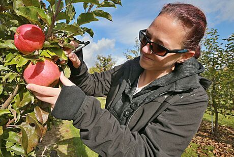 Vdkyn Zuzana Krková ze lechtitelské stanice popisuje jablka.