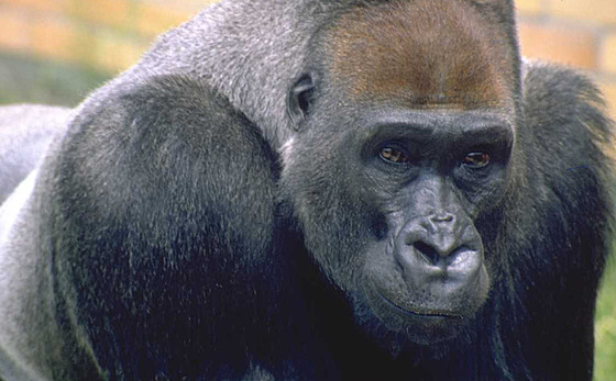 Gorily mají velmi malý penis a souložit se jim moc často nechce.