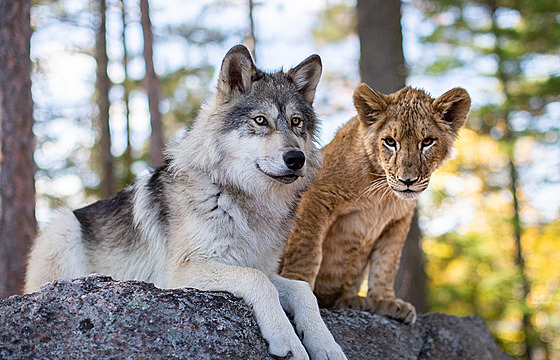 Z filmu Vlk a lev