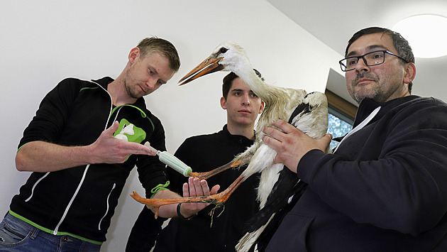 Hendikepovaný čáp se dočká lepšího domova, lidé se složili na novou voliéru