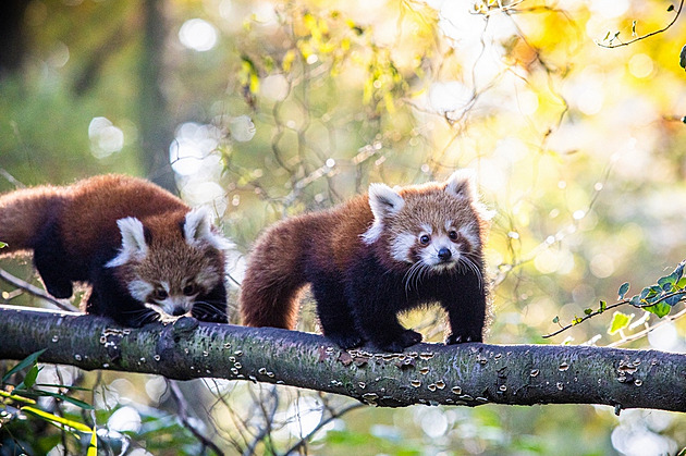 Po nkolika msících od narození se mláat pandy ervené v ostravské zoo...