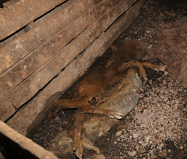 Uhynulá prasata a ovce v hospodáství na Náchodsku