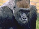 V noci na neděli uhynul gorilí samec Tadao v Safari Parku Dvůr Králové.