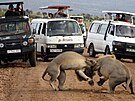 Keská pírodní rezervace Maasai Mara. turisté chtjí na vlastní oi vidt...