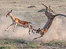 Kdy gepardi doenou mladého pakon a srazí ho k zemi, plka aut vyjede, udlá...