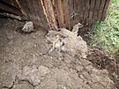 Uhynul prasata a ovce v hospodstv na Nchodsku