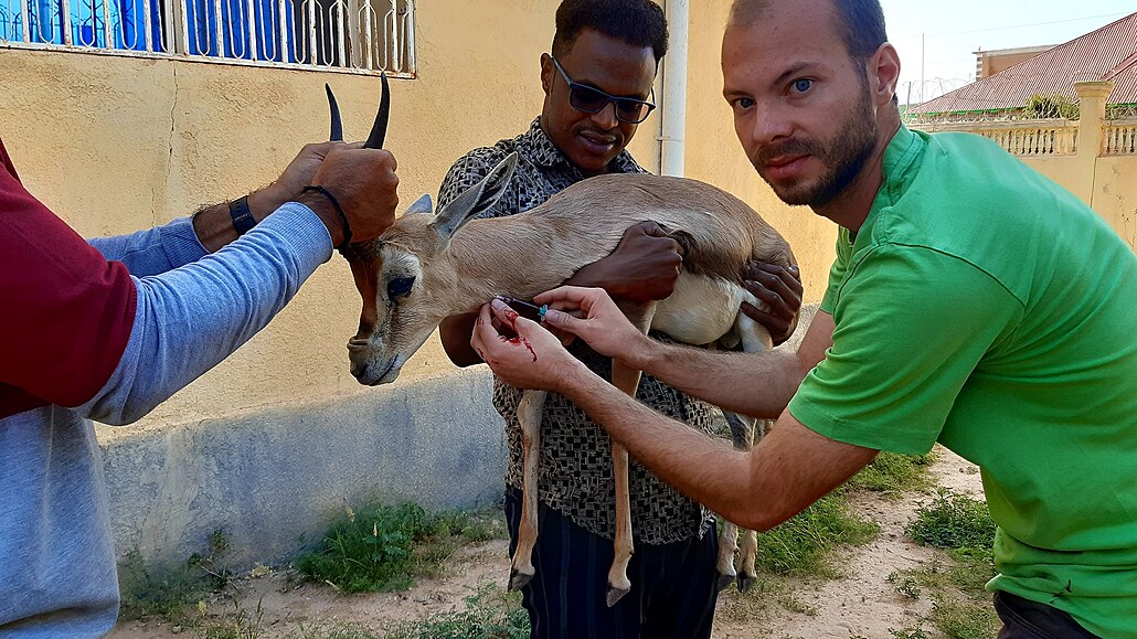Český zoolog pomáhá v Somalilandu zvířatům, která místní zabavili pytlákům