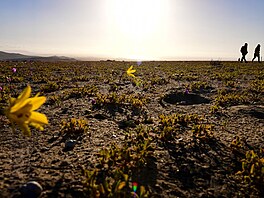 Atacama je nejsušší pouť světa, nyní však září barvami. (18. října 2021)
