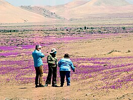 Fenomén v podob rozkvetlé pout v Chile láká turisty i experty. (18. íjna...