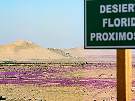 Rozkvetlá poušť v Chile láká turisty i experty. (18. října 2021)