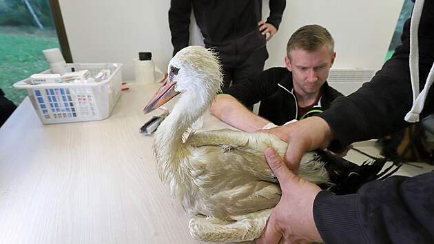 Veterinář Michal Houtke ošetřuje zraněnému čapímu mláděti pahýlek před nasazením nové protézy.