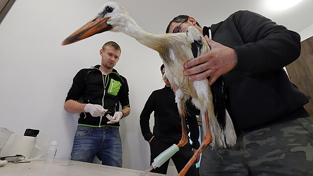 Veterinář Michal Houtke sleduje, jak se zraněné čapí mládě zkouší postavit na nové protéze.
