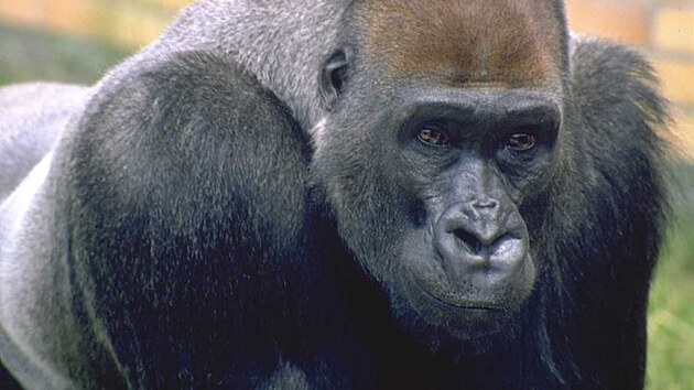 Gorily maj velmi mal penis a souloit se jim moc asto nechce.