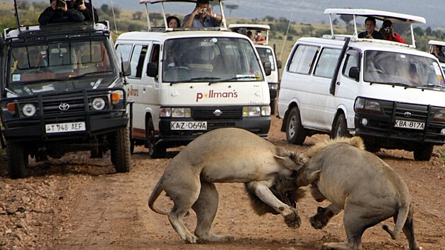 Kesk prodn rezervace Maasai Mara. turist chtj na vlastn oi vidt hlavn zvata z velk ptky  slony, lvy, buvoly, nosoroce a leopardy.