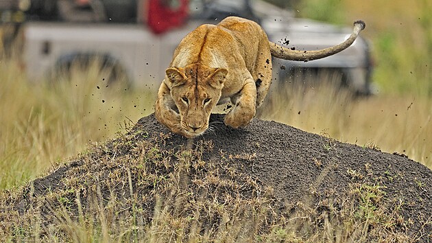 Kesk prodn rezervace Maasai Mara