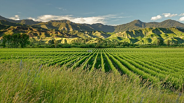 Typická krajina Marlborough s vinicemi, kopci a horami.