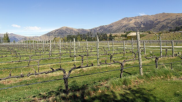 Podzimn krajina s vinicemi, kopci a horami na Novm Zlandu